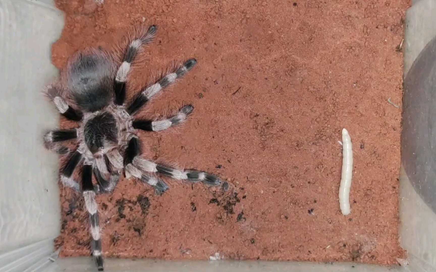 活动作品巴西黑白脚啃两条大白大麦虫