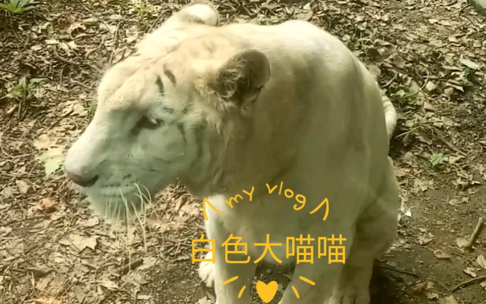 【白虎】白色大猫猫向你扑来哔哩哔哩bilibili