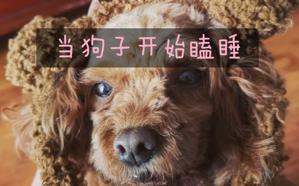 当狗子开始瞌睡——_哔哩哔哩 (゜-゜)つロ 干杯~-bilibili