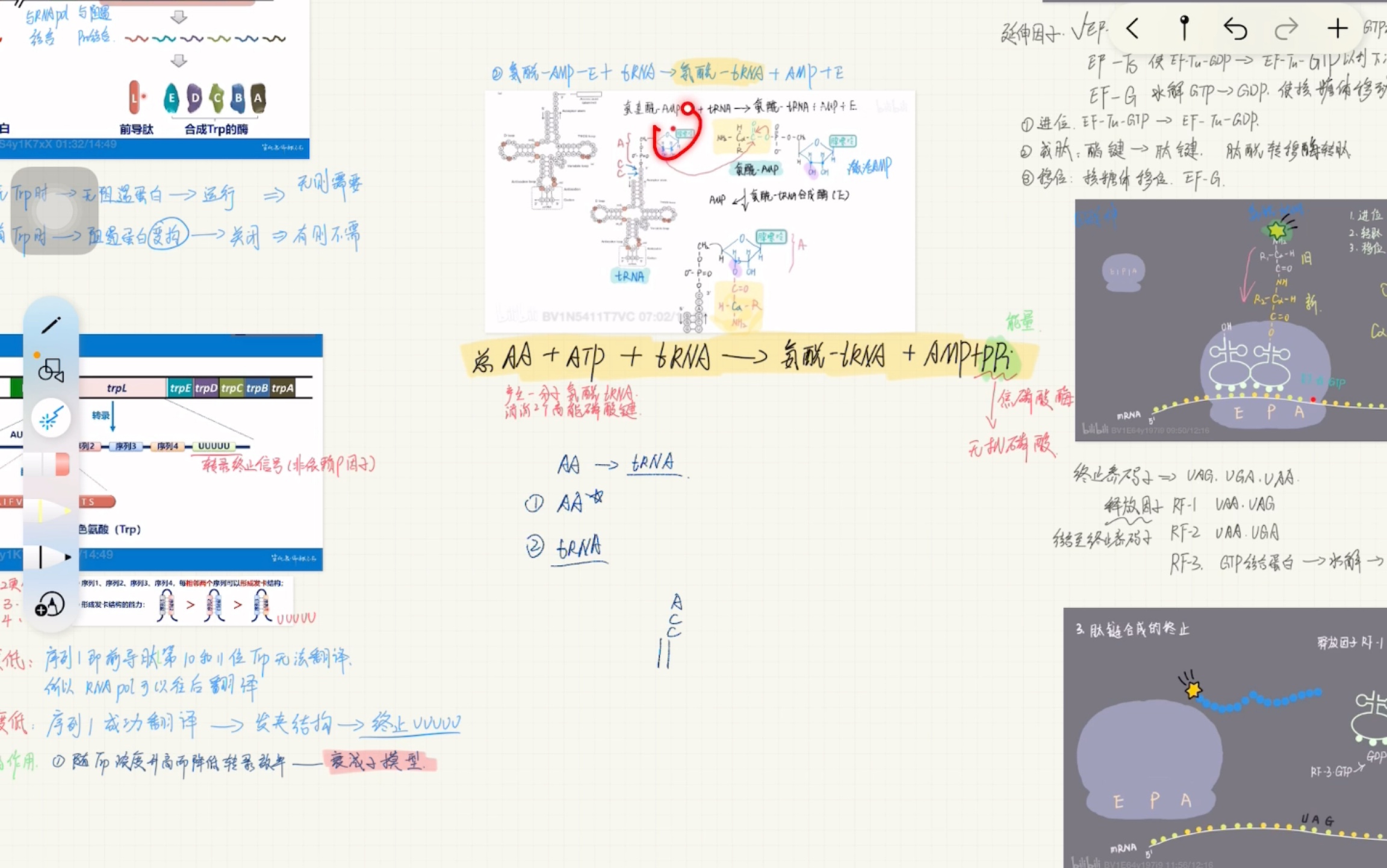 [图]蛋白质的合成（5个阶段：Aa活化、翻译起始、肽链延伸、翻译终止、折叠加工）自看