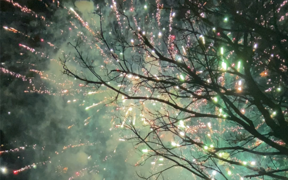 树枝开出的烟花