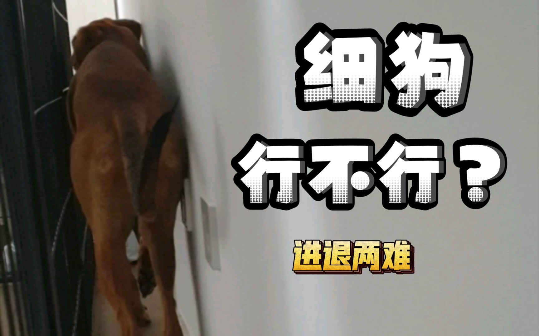 [山东细犬]行不行啊,细狗哔哩哔哩bilibili