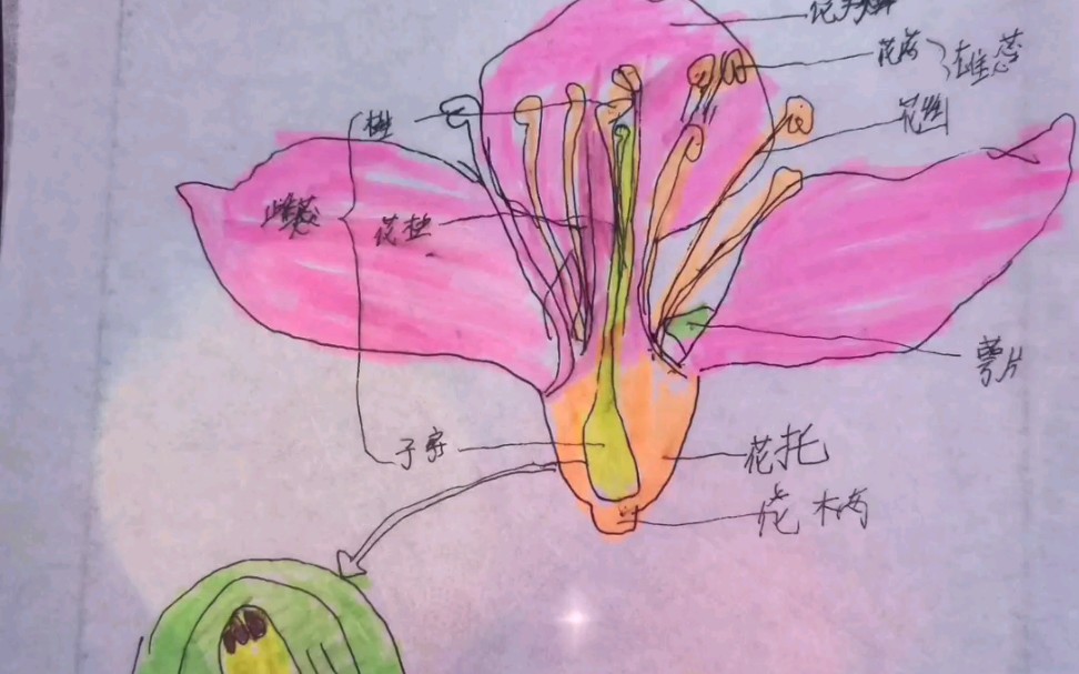 孩子们的绘画作品系列【桃花的结构】——人教版初中生物七年级下册