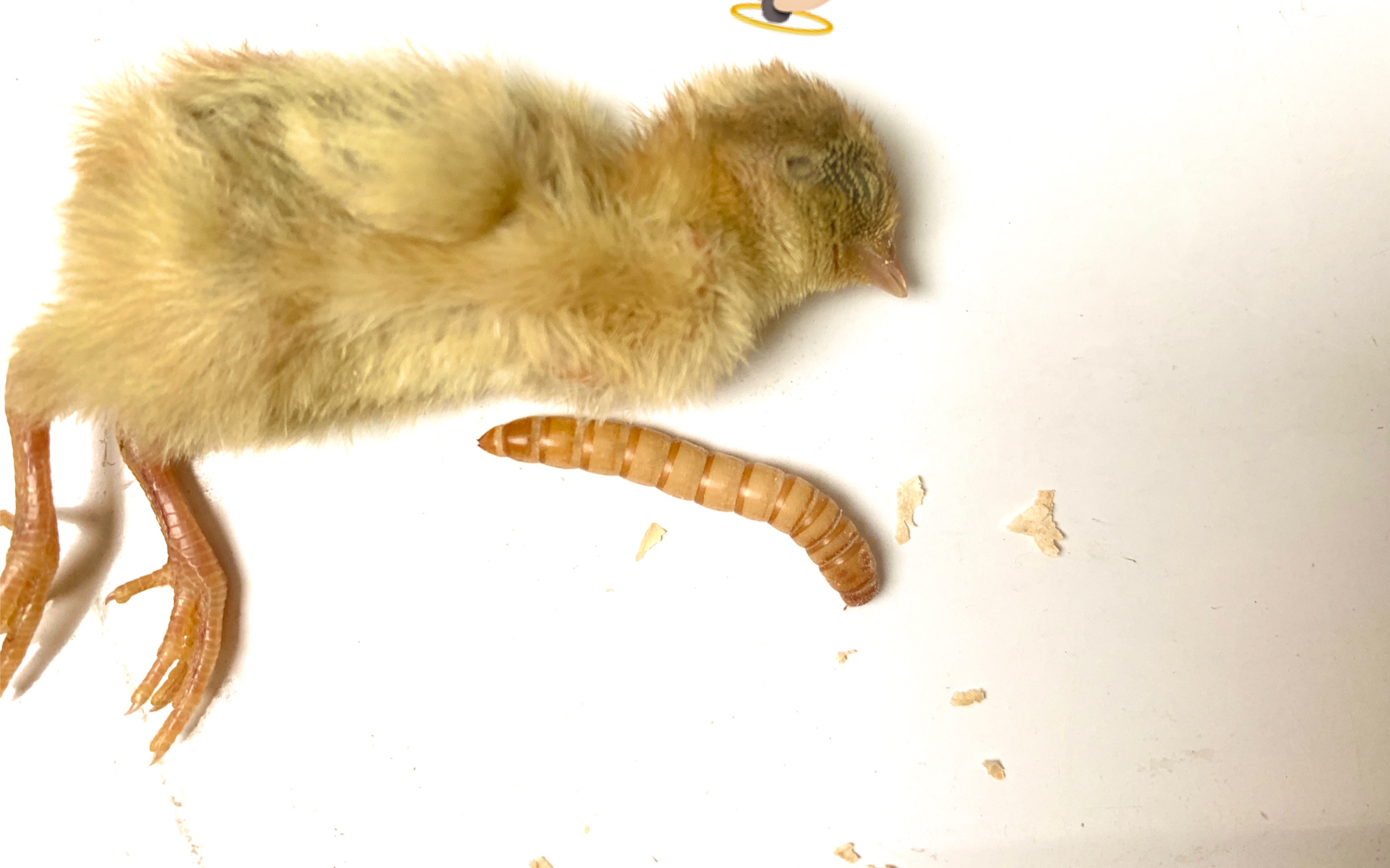 血泪教训不要让蓝胸鹌鹑宝宝吃整条面包虫它再爱吃也不要