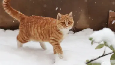 ☆雪猫☆ 雪猫 (@yukinekotei) / X