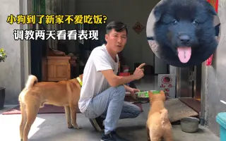 调教小型犬 搜索结果 哔哩哔哩 Bilibili