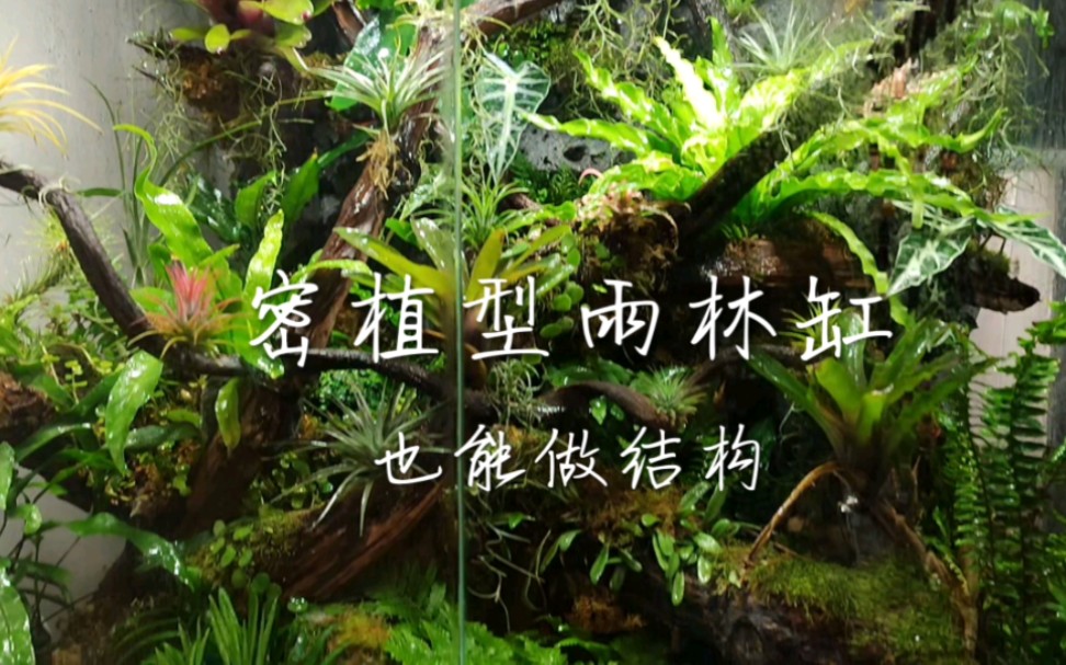 密植缸也能做结构,雨林植物狂热爱好者的立体花架-米悟森林草缸造景-米悟森林草缸造景-哔哩哔哩视频
