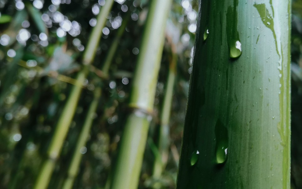 [图]浓情淡如你+竹子+雨天=绝配