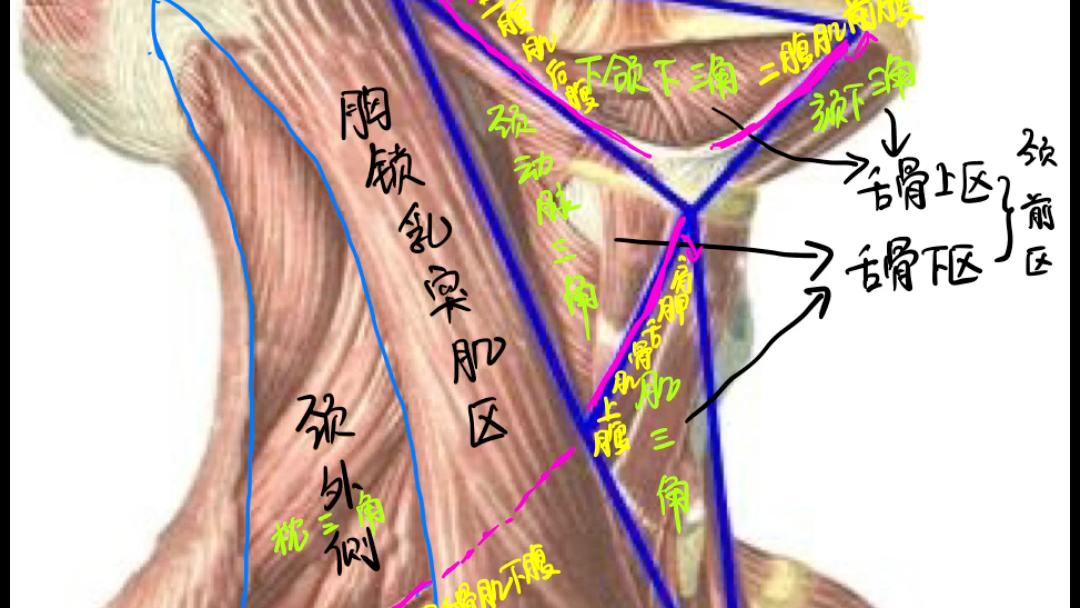 颈部分区和颈部淋巴结分区还分不清吗哔哩哔哩bilibili