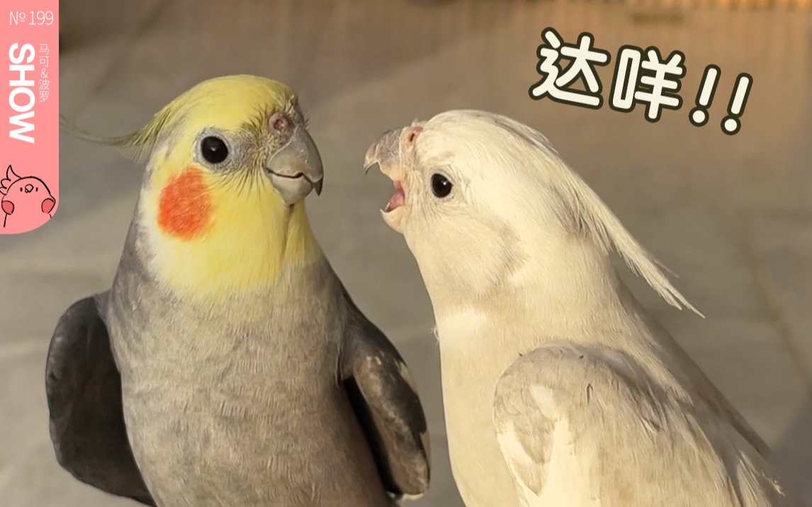 【马可波罗show】_哔哩哔哩_bilibili