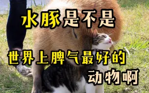 Video herunterladen: 圆滚滚的水豚，脾气究竟有多好？