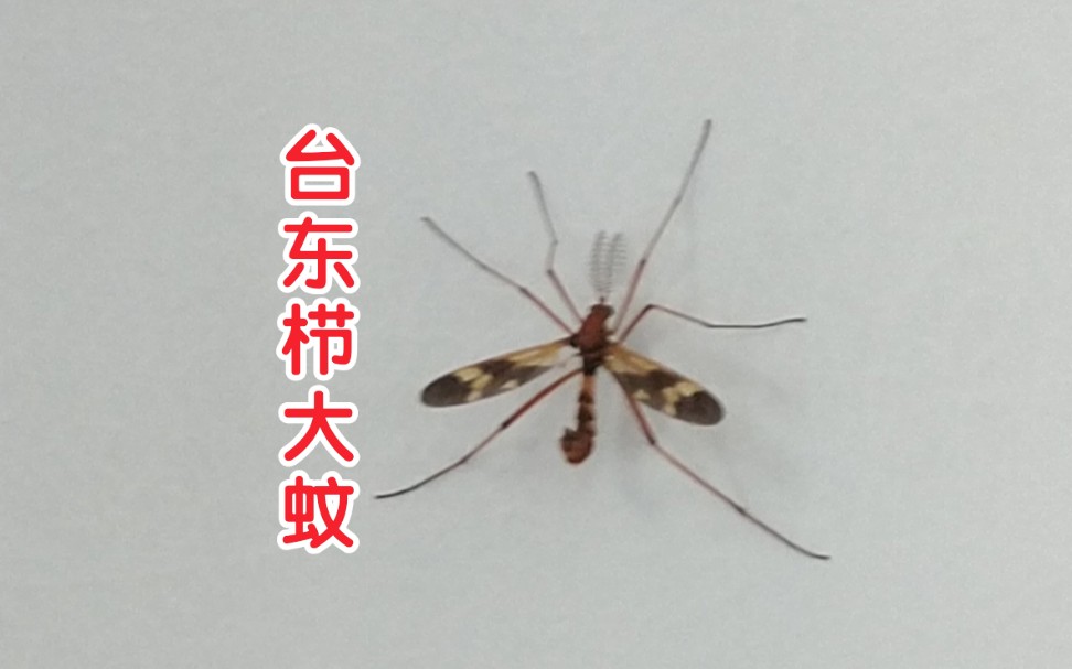 台东栉大蚊图片