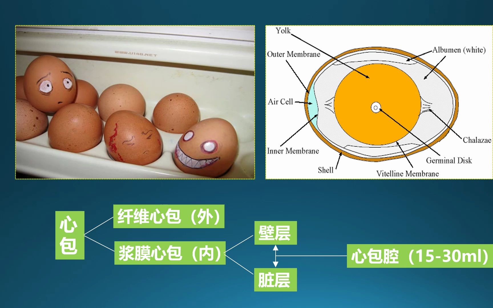 心内科医生如何解读心包积液超声心动图报告ppt