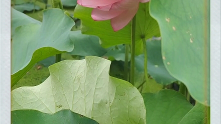 清晨被强制叫醒的一朵宜良千瓣莲花