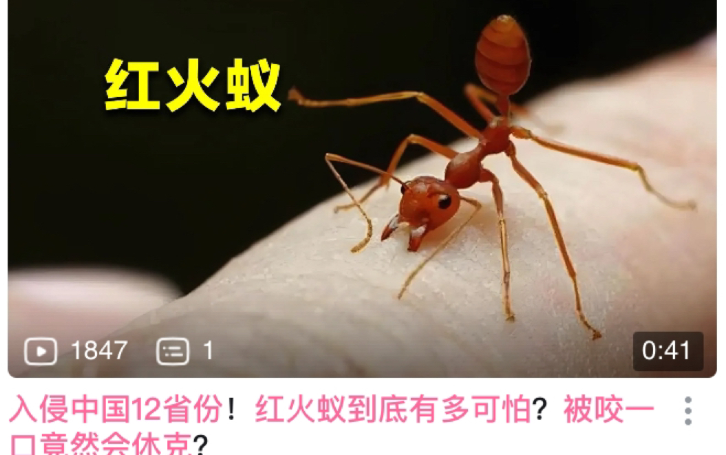 《红火蚁替身合集》营销号的炒作