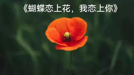 [图]蝴蝶恋上花，我恋上你。