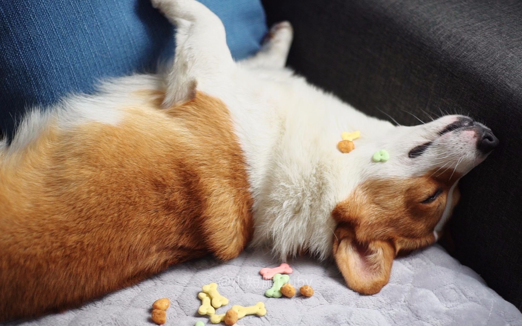 柯基小短腿duby麻麻一粗门duby就开始在家作妖绝对的亲哥哥没错了