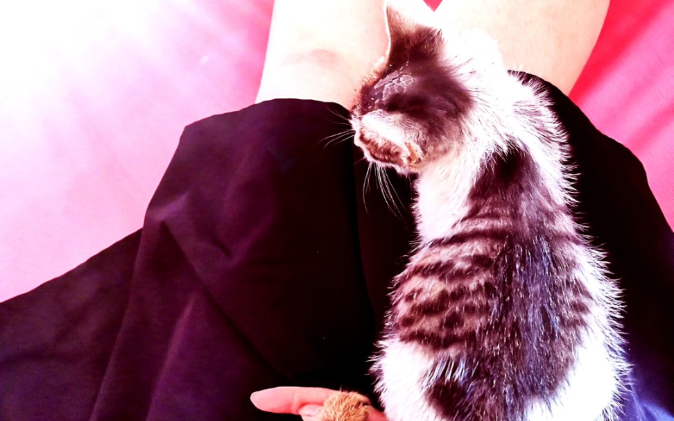 黏人的小奶猫_(:з」∠)