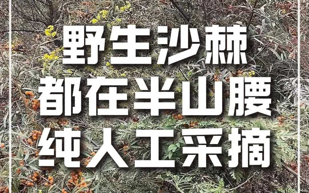 野生沙棘都长在高原半山腰上,纯人工采摘!哔哩哔哩bilibili