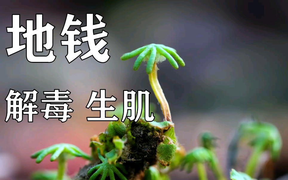 【地钱】被忽略的苔癣植物药材!被火烧了的人进来看!哔哩哔哩bilibili