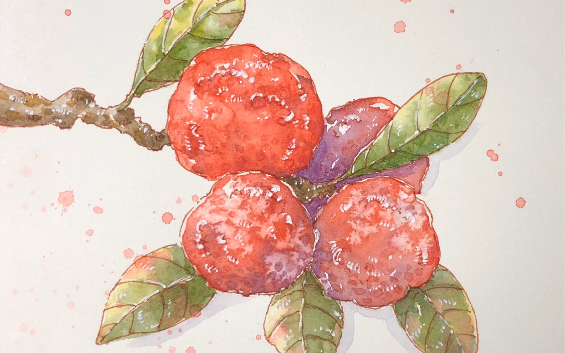 今日水彩绘杨梅