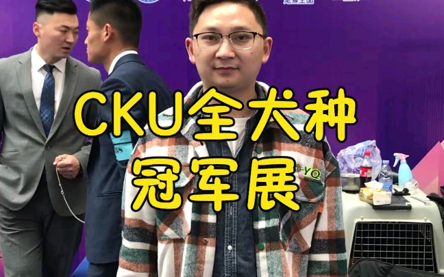 一起解读cku赛事 —全犬种冠军展哔哩哔哩bilibili