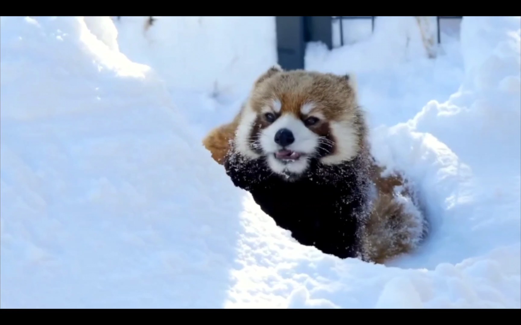 【小熊猫】没什么事啦,我就是想吓吓你