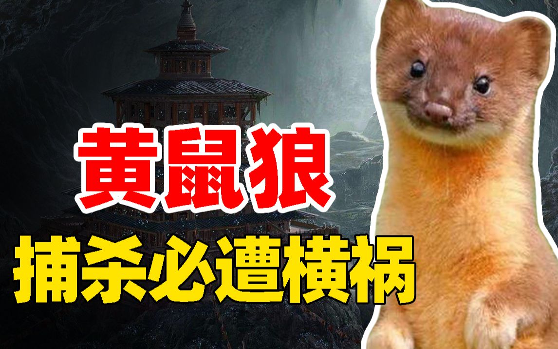 黄鼠狼为何不能抓?捕杀者皆遭报复,专家给出惊人解释!