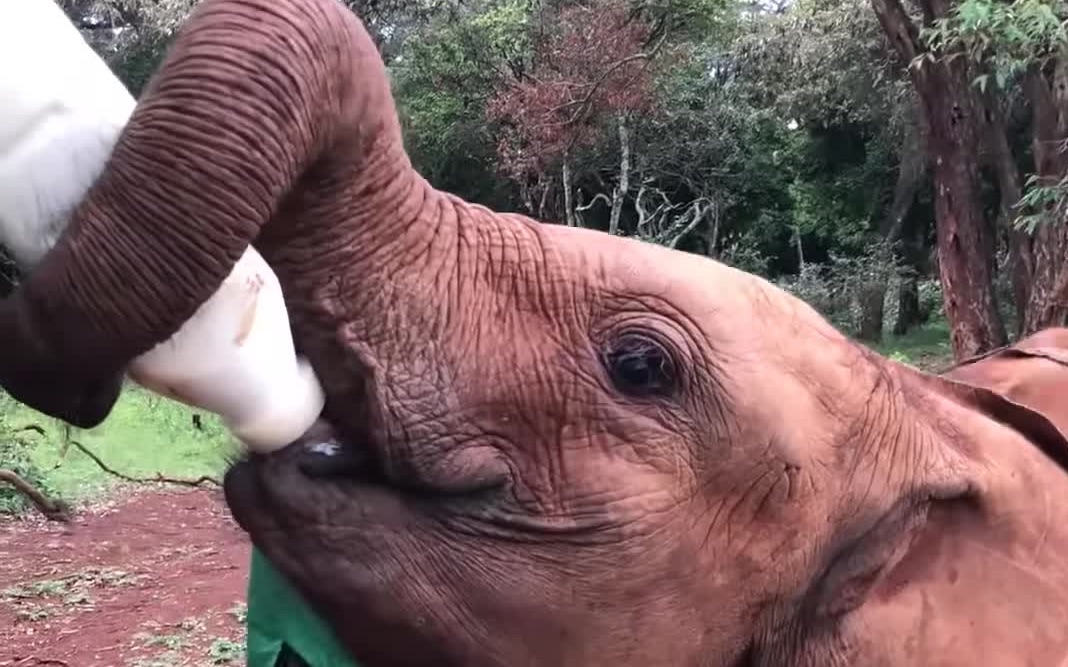 【大象孤儿院】象宝宝喝瓶瓶奶开心吨吨吨