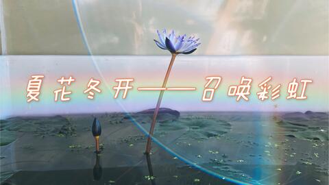 冬天里的睡莲可太美了 哔哩哔哩 冬天里的睡莲可太美了 哔哩哔哩