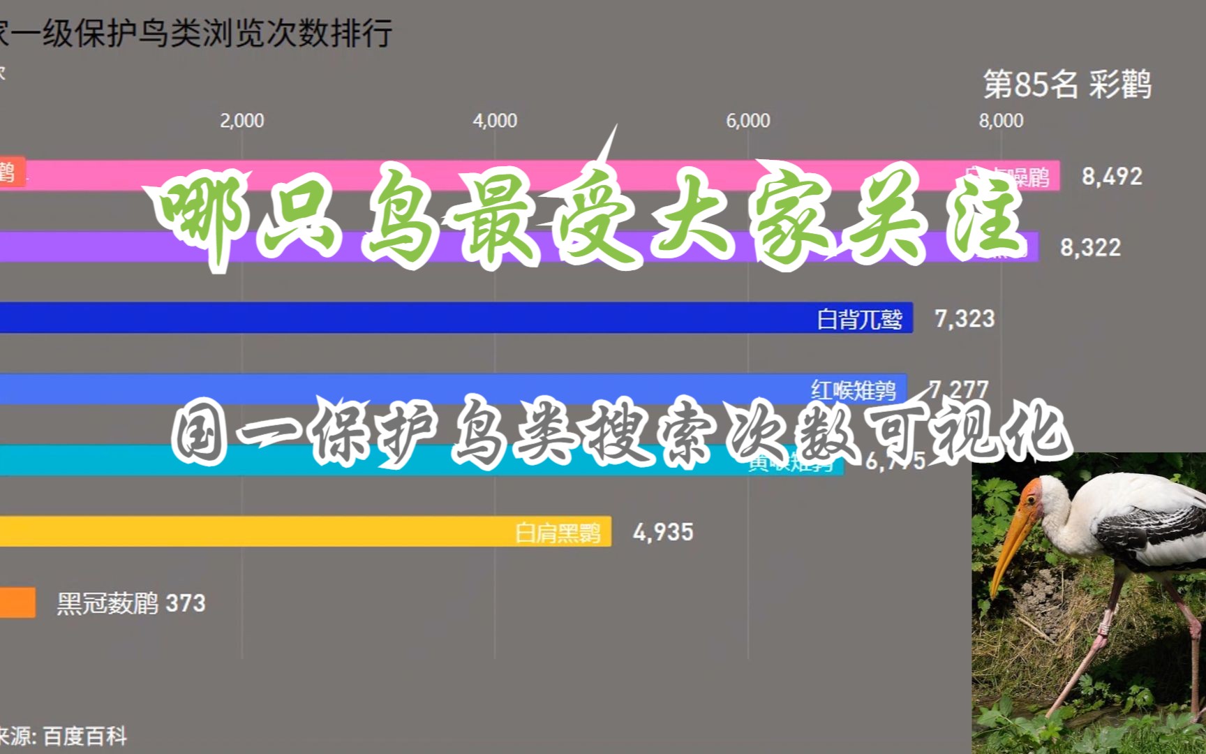 最受关注的国家一级保护鸟类是哪种?【数据可视化】哔哩哔哩bilibili