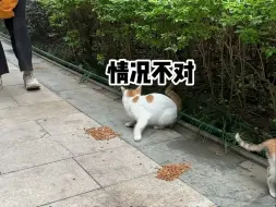 Download Video: 普通人抓流浪猫能有多难？没被抓死都要谢天谢地了