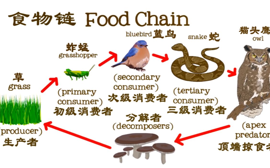 儿童科普食物链foodchainsforkidsfreeschool