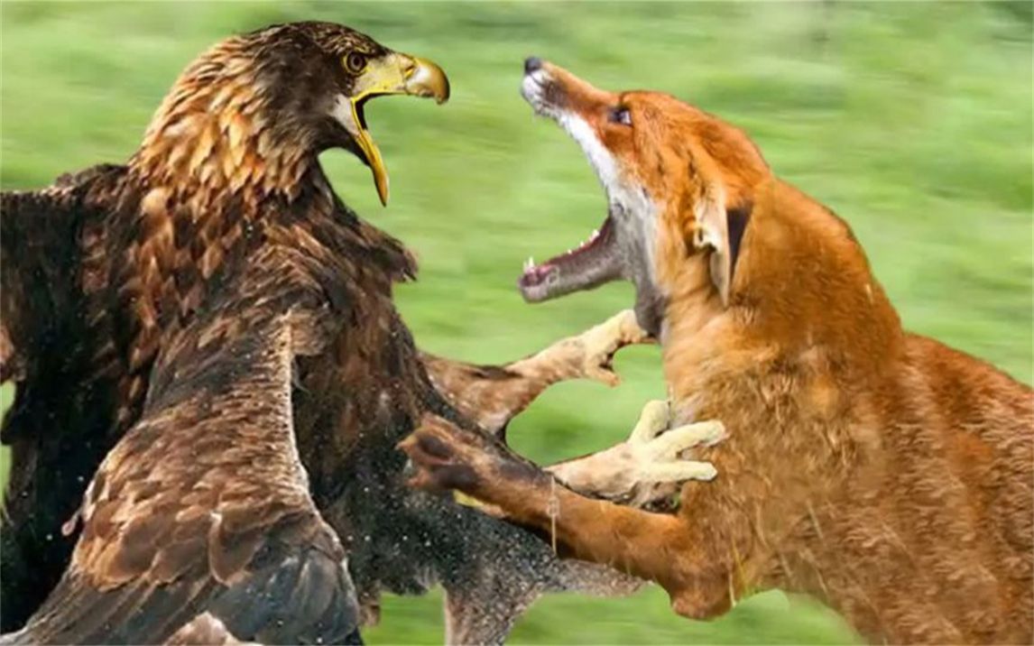 我的天啊:老鹰与狐狸,袋鼠,猫鼬的大战,最激烈的老鹰战争!
