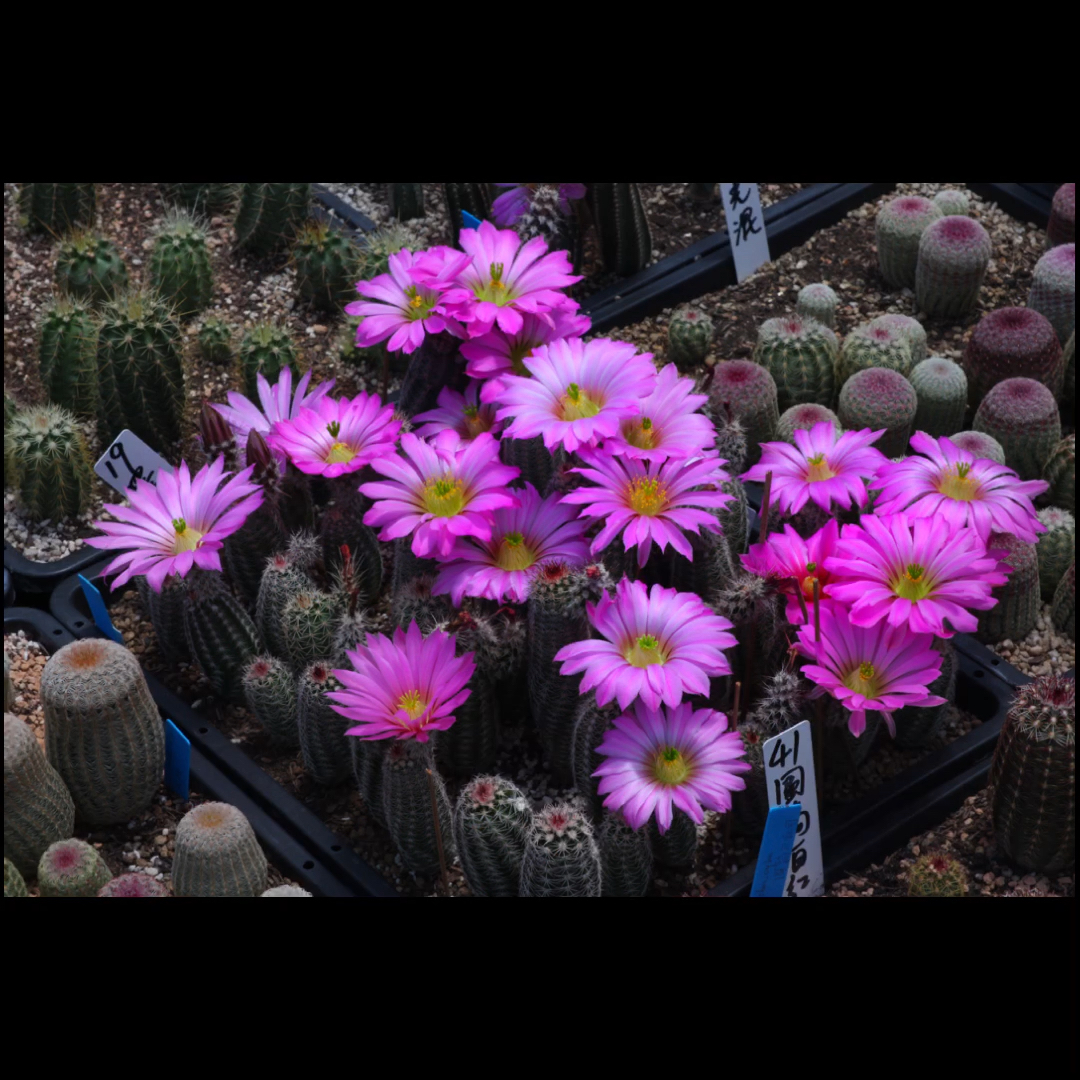 五彩斑斓的鹿角柱属虾仙人球echinoc