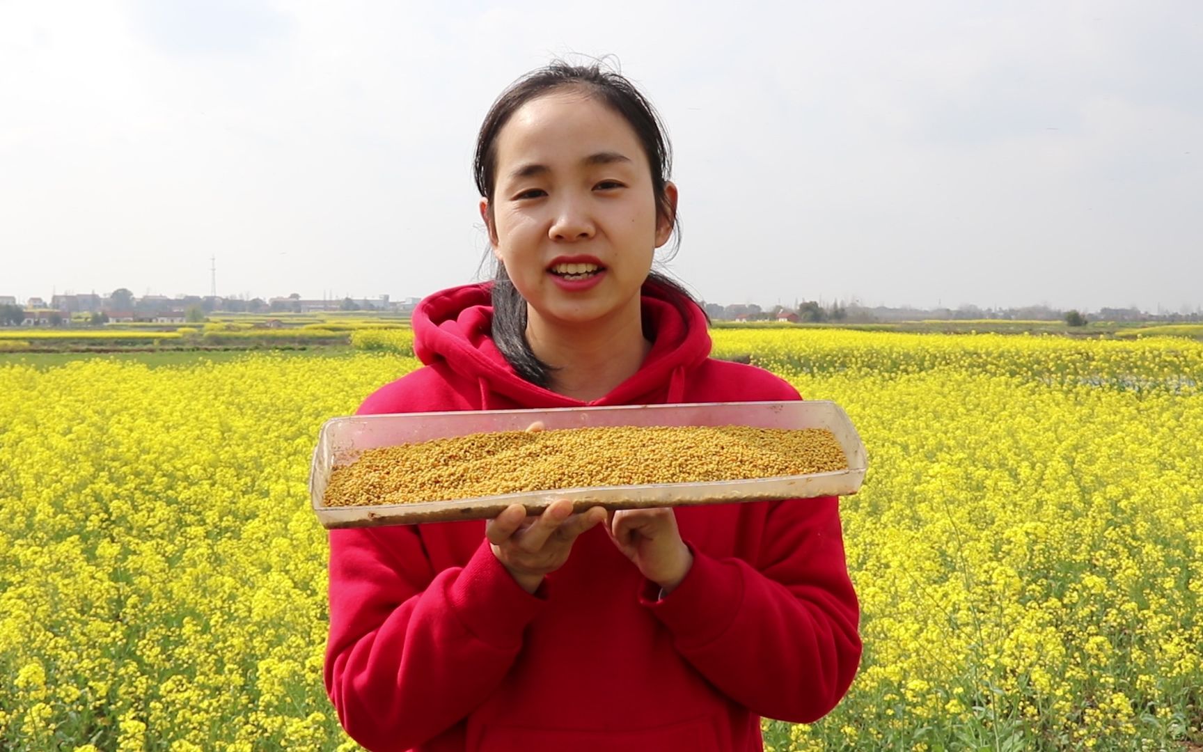 [图]常见蜜蜂采蜜，可见过蜜蜂还采花粉吗？来蜂妹家看看蜜蜂是怎么采