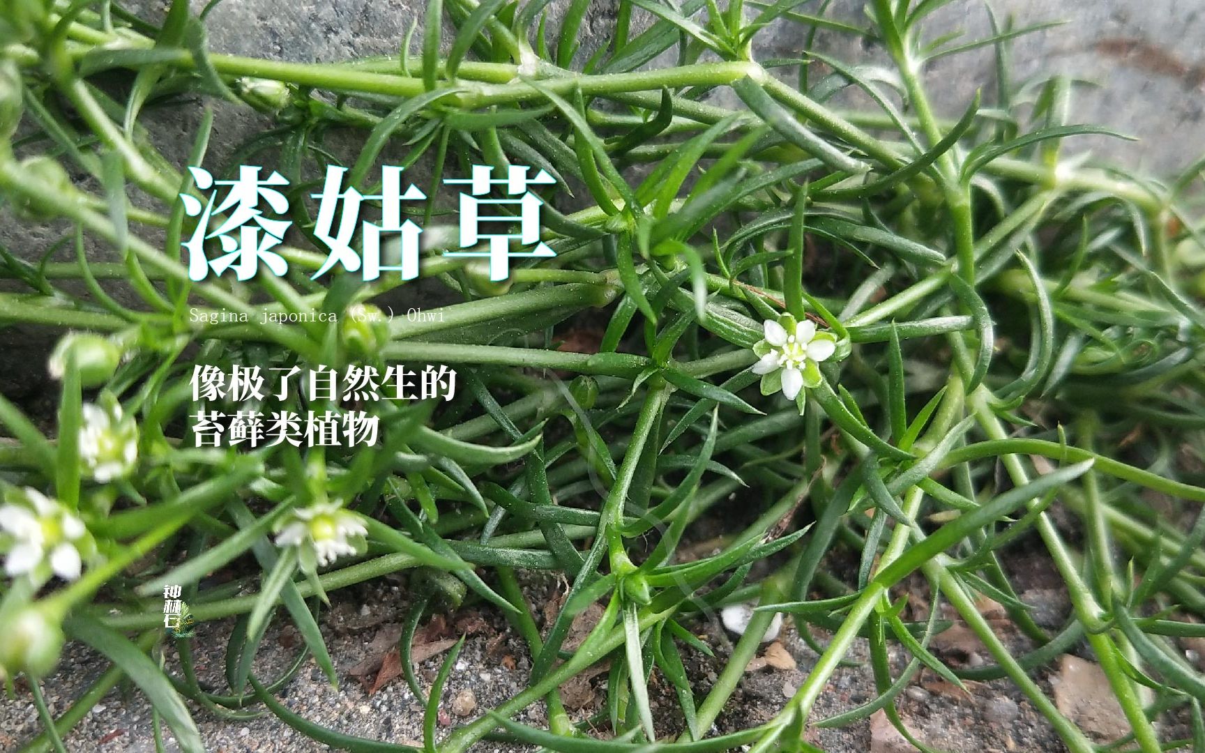 漆姑草种植图片