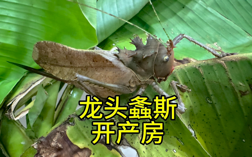 六刺天狗螽斯 龙头螽斯