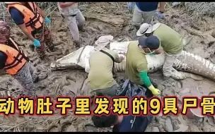 Descargar video: 蟒蛇肚里惊现人类尸骨!盘点9具人类尸骨在动物肚子里被发现