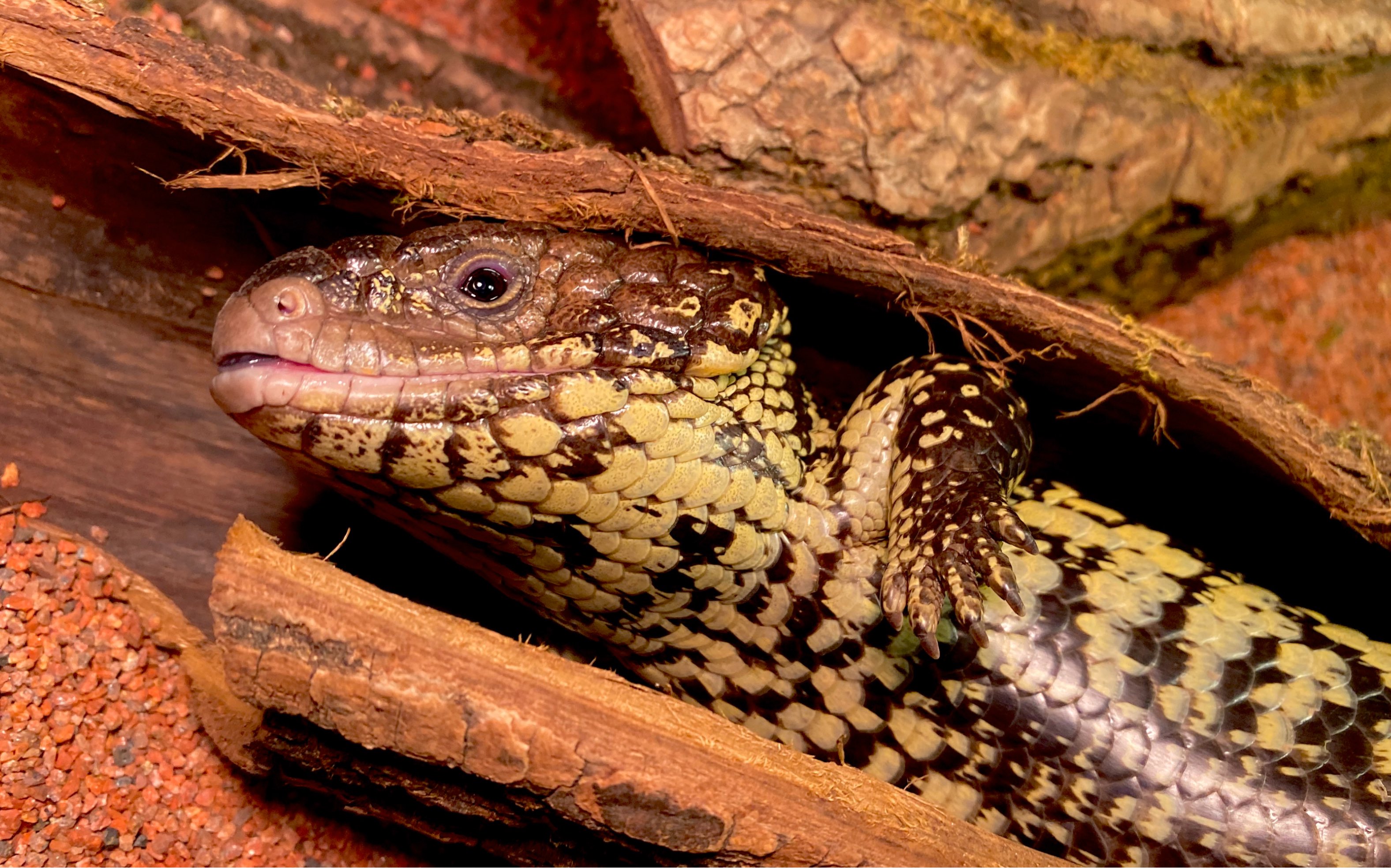 【qinande】告诉大家如何正确的拿出一只松果_哔哩哔哩_bilibili