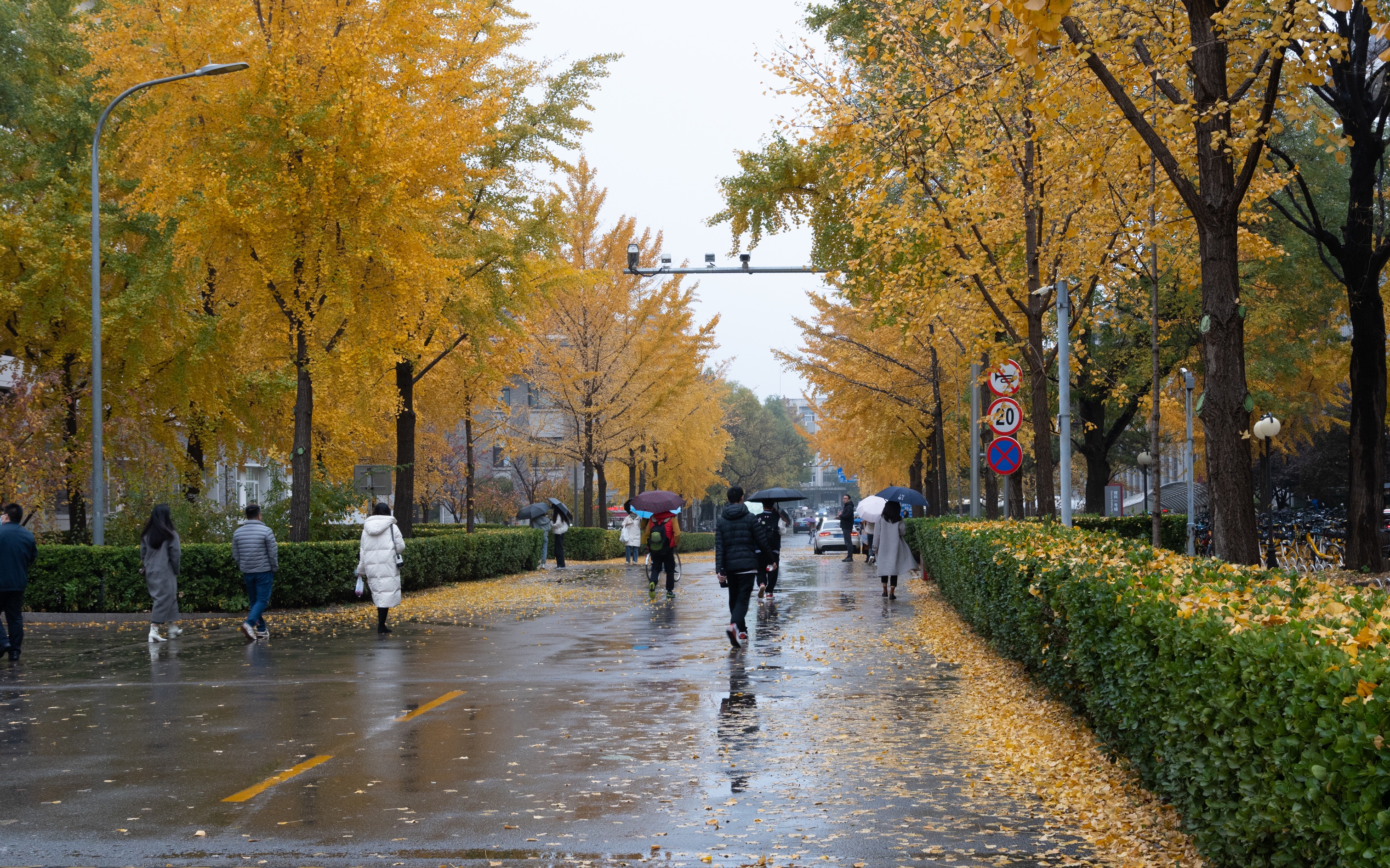 [图]雨中的北大校园