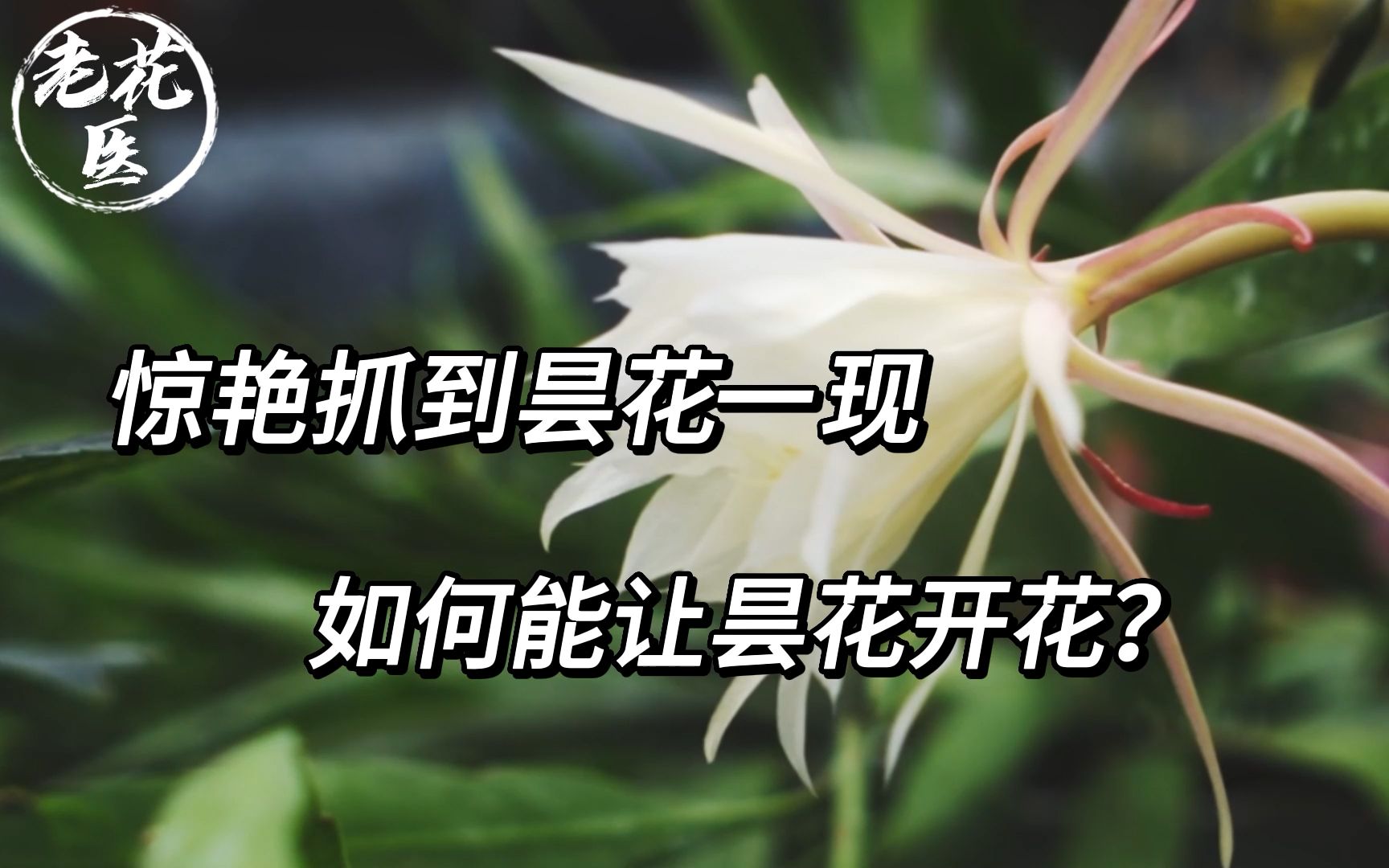 惊艳抓到昙花一现,如何能让昙花开花?哔哩哔哩bilibili