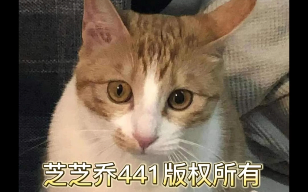 [图]猫传腹入神经入眼的症状，传腹家长可以对照看一下，入神经入眼用量请私信我，我是传腹家长，也是传腹药商，支持441闪送和顺丰隔日达！