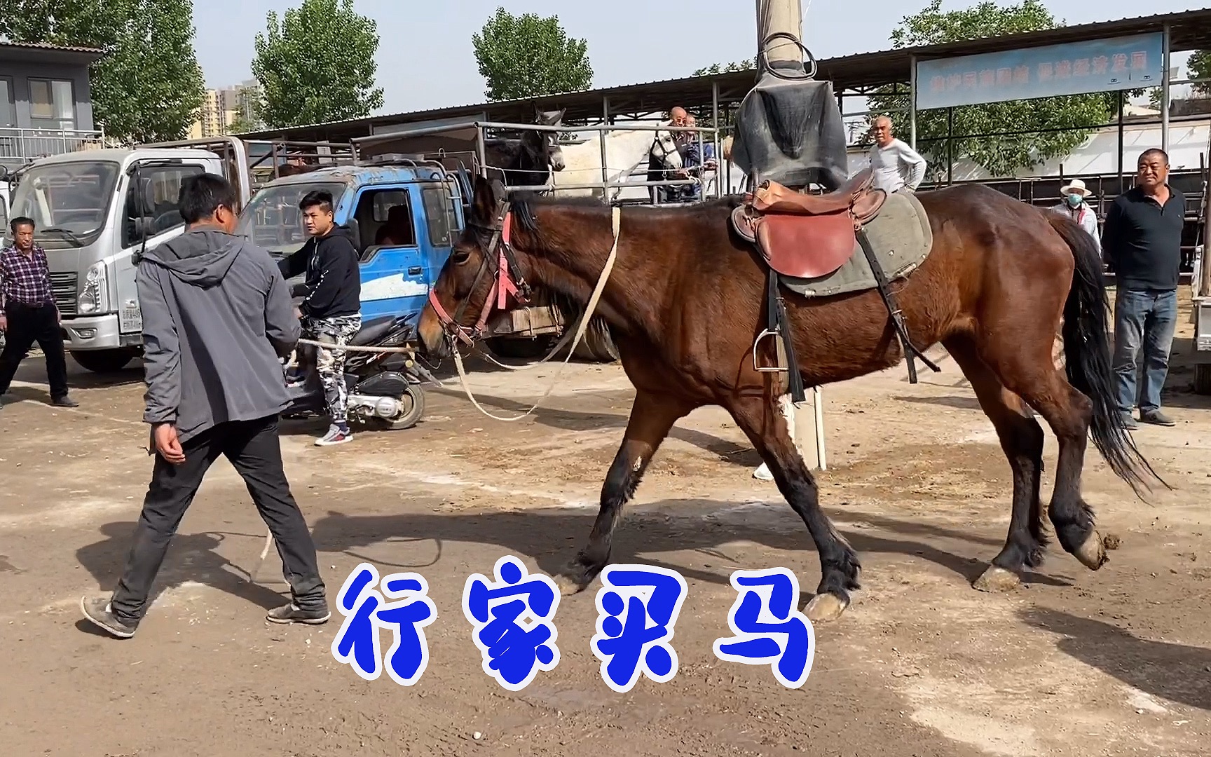 [图]一车拉来两匹马，龙龙想买，都是玩家，看他们买马涨知识呀！