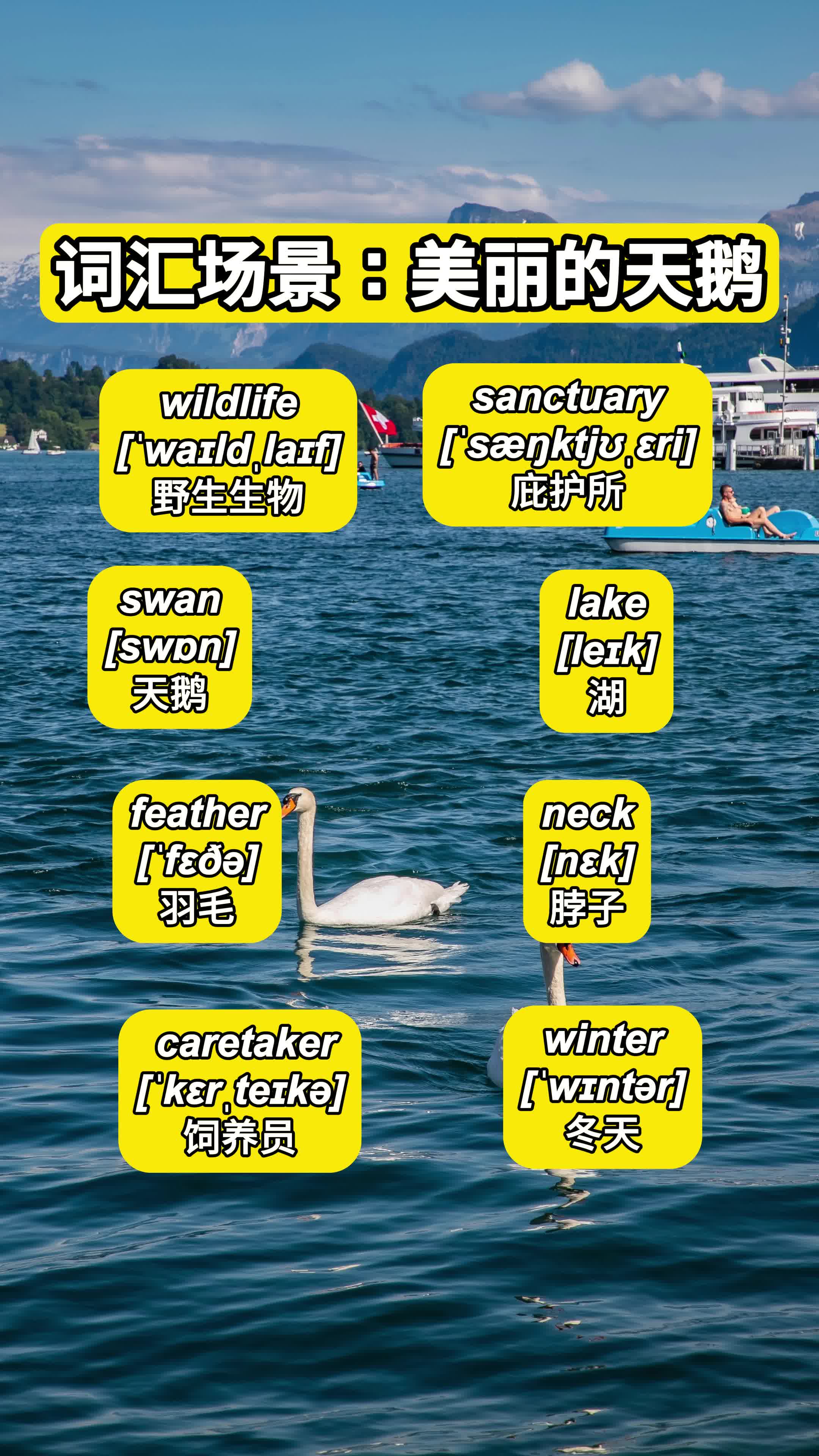 每天教孩子一句英语:美丽的天鹅