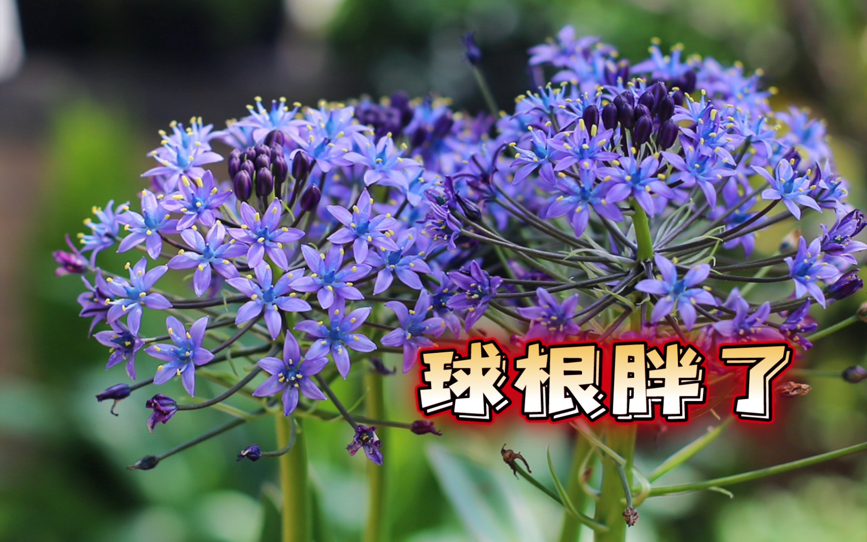 地中海藍鍾花._嗶哩嗶哩_bilibili