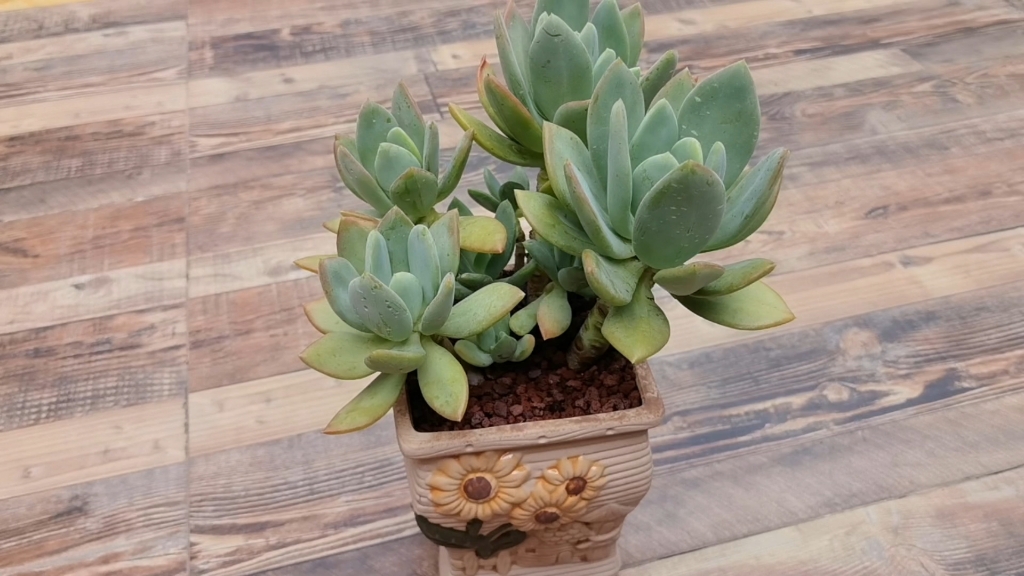 在广州,对多肉最大的期盼就是活着!喜欢芒果美人,露养无忧!