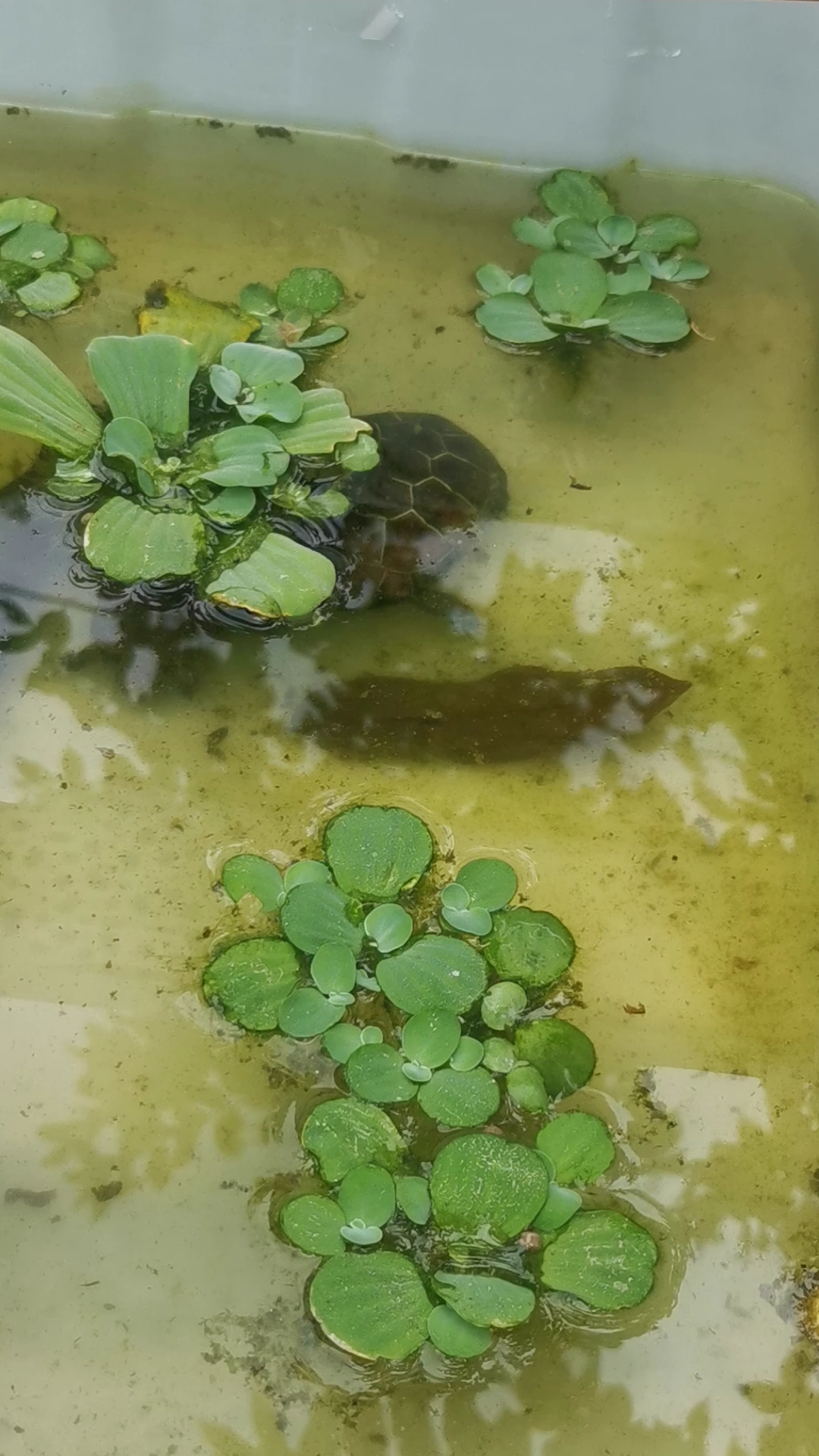 室外绿水养龟笑脸(*^ω^*)