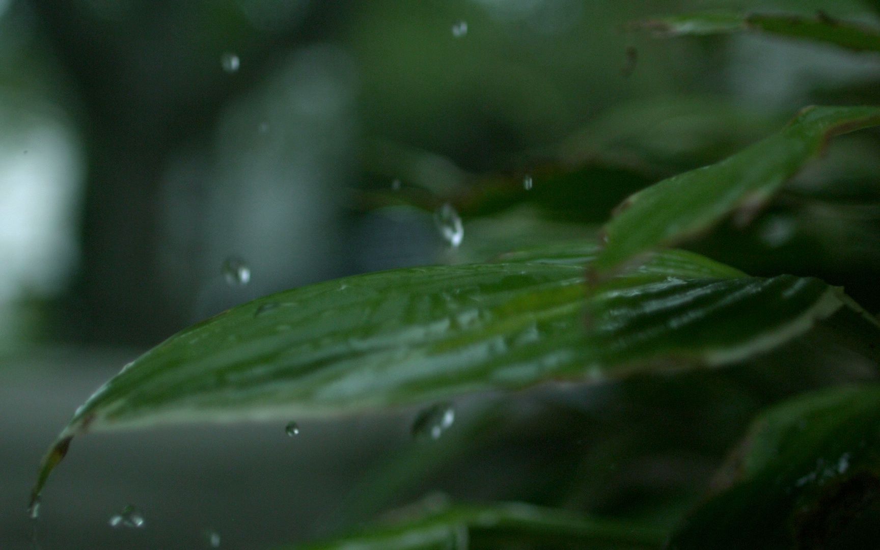 [图]实拍素材-小雨滴落在树叶上慢动作延时拍摄