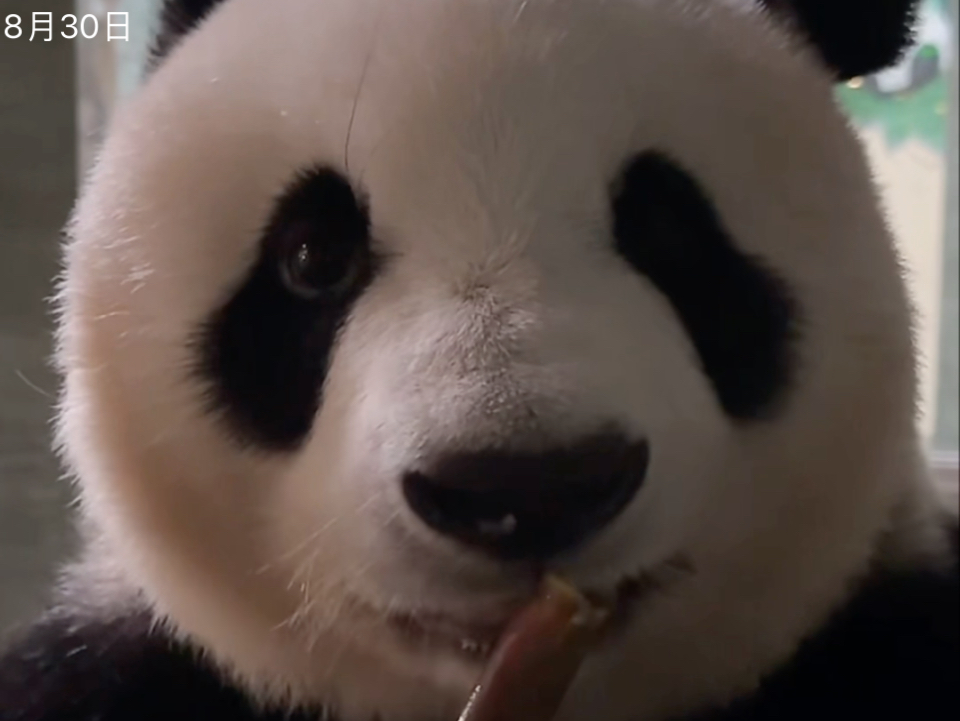 【大熊猫星安】闪现一只漂亮小猫～(240830下午熊熊遇上猫直播录屏星